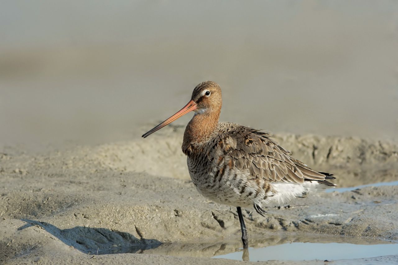 Pittima reale (Limosa limosa)